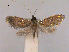  ( - RMNH.INS.27464)  @13 [ ] Unspecified (default): All Rights Reserved  Unspecified Unspecified