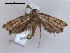  ( - RMNH.INS.27497)  @13 [ ] Unspecified (default): All Rights Reserved  Unspecified Unspecified
