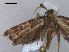  ( - RMNH.INS.27497)  @12 [ ] Unspecified (default): All Rights Reserved  Unspecified Unspecified