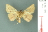  ( - RMNH.INS.19378)  @11 [ ] Unspecified (default): All Rights Reserved  Unspecified Unspecified