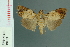  (Orthaga euadrusalis - RMNH.INS.19433)  @13 [ ] Unspecified (default): All Rights Reserved  Unspecified Unspecified