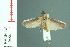  ( - RMNH.INS.19454)  @13 [ ] Unspecified (default): All Rights Reserved  Unspecified Unspecified