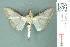  ( - RMNH.INS.19499)  @13 [ ] Unspecified (default): All Rights Reserved  Unspecified Unspecified