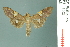  ( - RMNH.INS.19502)  @11 [ ] Unspecified (default): All Rights Reserved  Unspecified Unspecified