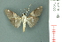  ( - RMNH.INS.19505)  @12 [ ] Unspecified (default): All Rights Reserved  Unspecified Unspecified