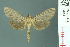  (Tyspanodes flavolimbalis - RMNH.INS.19563)  @13 [ ] Unspecified (default): All Rights Reserved  Unspecified Unspecified
