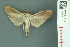  ( - RMNH.INS.19582)  @13 [ ] Unspecified (default): All Rights Reserved  Unspecified Unspecified
