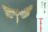  (Omiodes camphorae - RMNH.INS.19596)  @11 [ ] Unspecified (default): All Rights Reserved  Unspecified Unspecified