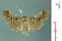  (Thliptoceras manicalis - RMNH.INS.19611)  @14 [ ] Unspecified (default): All Rights Reserved  Unspecified Unspecified