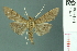  (Omiodes ardis - RMNH.INS.19674)  @11 [ ] Unspecified (default): All Rights Reserved  Unspecified Unspecified