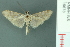  (Cotachena histiicato - RMNH.INS.19678)  @13 [ ] Unspecified (default): All Rights Reserved  Unspecified Unspecified
