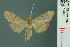 ( - RMNH.INS.19693)  @11 [ ] Unspecified (default): All Rights Reserved  Unspecified Unspecified