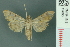  ( - RMNH.INS.19693)  @11 [ ] Unspecified (default): All Rights Reserved  Unspecified Unspecified
