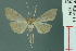  ( - RMNH.INS.19694)  @11 [ ] Unspecified (default): All Rights Reserved  Unspecified Unspecified