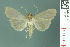  (Pyrausta ceodesalis - RMNH.INS.19712)  @13 [ ] Unspecified (default): All Rights Reserved  Unspecified Unspecified