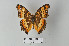  ( - LepMala295)  @11 [ ] CreativeCommons - Attribution Non-Commercial Share-Alike (2015) NTNU University Museum, Department of Natural History NTNU University Museum, Department of Natural History