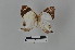  ( - LepMala559)  @11 [ ] CreativeCommons - Attribution Non-Commercial Share-Alike (2016) NTNU University Museum, Department of Natural History NTNU University Museum, Department of Natural History