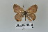  ( - LepMala604)  @11 [ ] CreativeCommons - Attribution Non-Commercial Share-Alike (2016) NTNU University Museum, Department of Natural History NTNU University Museum, Department of Natural History