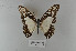  ( - LepMala673)  @11 [ ] Creative Commons  Attribution Non-Commercial Share-Alike (2016) NTNU University Museum, Department of Natural History NTNU University Museum, Department of Natural History