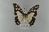  ( - LepMala675)  @11 [ ] Creative Commons  Attribution Non-Commercial Share-Alike (2016) NTNU University Museum, Department of Natural History NTNU University Museum, Department of Natural History