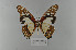  ( - LepMala675)  @11 [ ] Creative Commons  Attribution Non-Commercial Share-Alike (2016) NTNU University Museum, Department of Natural History NTNU University Museum, Department of Natural History