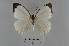  ( - LepMala691)  @11 [ ] Creative Commons  Attribution Non-Commercial Share-Alike (2016) NTNU University Museum, Department of Natural History NTNU University Museum, Department of Natural History