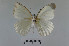  ( - LepMala691)  @11 [ ] Creative Commons  Attribution Non-Commercial Share-Alike (2016) NTNU University Museum, Department of Natural History NTNU University Museum, Department of Natural History