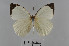  (Nepheronia thalassina - LepMala692)  @13 [ ] Creative Commons  Attribution Non-Commercial Share-Alike (2016) NTNU University Museum, Department of Natural History NTNU University Museum, Department of Natural History