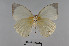  ( - LepMala692)  @12 [ ] Creative Commons  Attribution Non-Commercial Share-Alike (2016) NTNU University Museum, Department of Natural History NTNU University Museum, Department of Natural History