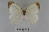  ( - LepMala693)  @12 [ ] Creative Commons  Attribution Non-Commercial Share-Alike (2016) NTNU University Museum, Department of Natural History NTNU University Museum, Department of Natural History