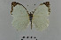  ( - LepMala694)  @11 [ ] Creative Commons  Attribution Non-Commercial Share-Alike (2016) NTNU University Museum, Department of Natural History NTNU University Museum, Department of Natural History