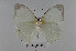  ( - LepMala694)  @11 [ ] Creative Commons  Attribution Non-Commercial Share-Alike (2016) NTNU University Museum, Department of Natural History NTNU University Museum, Department of Natural History