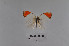  ( - LepMala715)  @11 [ ] Creative Commons  Attribution Non-Commercial Share-Alike (2016) NTNU University Museum, Department of Natural History NTNU University Museum, Department of Natural History