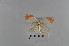  ( - LepMala715)  @11 [ ] Creative Commons  Attribution Non-Commercial Share-Alike (2016) NTNU University Museum, Department of Natural History NTNU University Museum, Department of Natural History