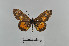  ( - LepMala726)  @12 [ ] Creative Commons  Attribution Non-Commercial Share-Alike (2016) NTNU University Museum, Department of Natural History NTNU University Museum, Department of Natural History