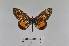  ( - LepMala727)  @12 [ ] Creative Commons  Attribution Non-Commercial Share-Alike (2016) NTNU University Museum, Department of Natural History NTNU University Museum, Department of Natural History