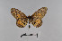  ( - LepMala727)  @12 [ ] Creative Commons  Attribution Non-Commercial Share-Alike (2016) NTNU University Museum, Department of Natural History NTNU University Museum, Department of Natural History