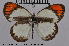  (Colotis pallene - LepMala057)  @14 [ ] CreativeCommons - Attribution Non-Commercial Share-Alike (2015) NTNU University Museum, Department of Natural History NTNU University Museum, Department of Natural History