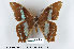  ( - LepMala103)  @11 [ ] CreativeCommons - Attribution Non-Commercial Share-Alike (2015) NTNU University Museum, Department of Natural History NTNU University Museum, Department of Natural History