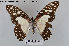  ( - LepMala121)  @11 [ ] CreativeCommons - Attribution Non-Commercial Share-Alike (2015) NTNU University Museum, Department of Natural History NTNU University Museum, Department of Natural History