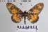  ( - LepMala142)  @11 [ ] CreativeCommons - Attribution Non-Commercial Share-Alike (2015) NTNU University Museum, Department of Natural History NTNU University Museum, Department of Natural History