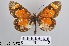  (Acraea goetzi - LepMala152)  @11 [ ] CreativeCommons - Attribution Non-Commercial Share-Alike (2015) NTNU University Museum, Department of Natural History NTNU University Museum, Department of Natural History