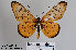  (Acraea nohana - LepMala194)  @11 [ ] CreativeCommons - Attribution Non-Commercial Share-Alike (2015) NTNU University Museum, Department of Natural History NTNU University Museum, Department of Natural History