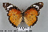  (Hypolimnas misippus - LepMala241)  @15 [ ] CreativeCommons - Attribution Non-Commercial Share-Alike (2015) NTNU University Museum, Department of Natural History NTNU University Museum, Department of Natural History