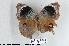  ( - LepMala263)  @11 [ ] CreativeCommons - Attribution Non-Commercial Share-Alike (2015) NTNU University Museum, Department of Natural History NTNU University Museum, Department of Natural History