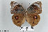  ( - LepMala265)  @11 [ ] CreativeCommons - Attribution Non-Commercial Share-Alike (2015) NTNU University Museum, Department of Natural History NTNU University Museum, Department of Natural History