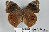  ( - LepMala266)  @14 [ ] CreativeCommons - Attribution Non-Commercial Share-Alike (2015) NTNU University Museum, Department of Natural History NTNU University Museum, Department of Natural History