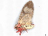  ( - BIOUG09157-H02)  @11 [ ] CreativeCommons - Attribution (2023) CBG Photography Group Centre for Biodiversity Genomics