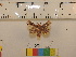  ( - IJ-1985)  @11 [ ] CreativeCommons - Attribution Share-Alike (2022) Unspecified Biology Centre of the Czech Academy of Sciences, Institute of Entomology