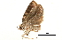  ( - BIOUG06657-C05)  @13 [ ] CreativeCommons - Attribution (2014) CBG Photography Group Centre for Biodiversity Genomics